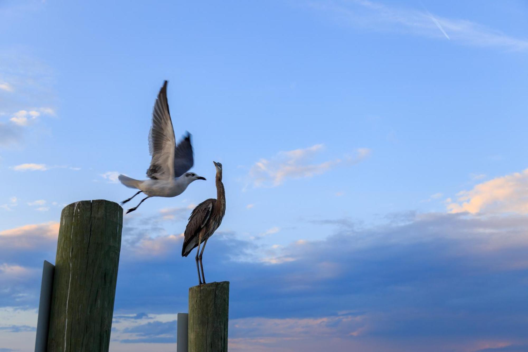 Forest Beach Villas Pulau Hilton Head Bilik gambar
